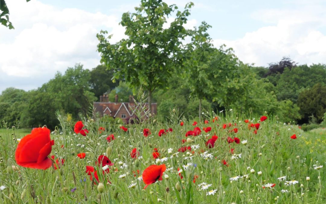 Contesting A Will Due To Lack of Capacity probate news